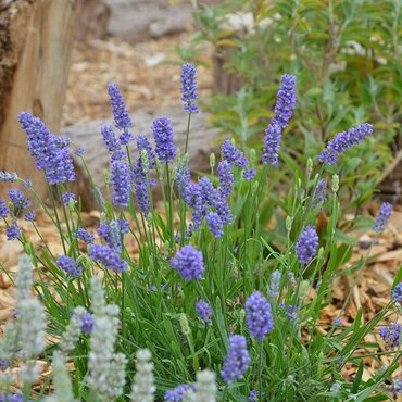 Lavender BeeZee Light Blue 2 Litre - image 2