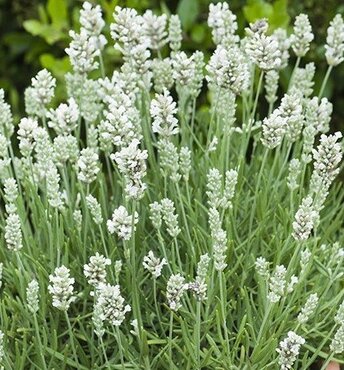 Lavender BeeZee White 2 litre - image 3