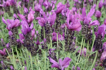 Lavender Butterfly Garden Early Summer 4 Litre - image 2