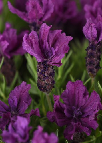 Lavender Butterfly Garden Intense Purple 4 Litre