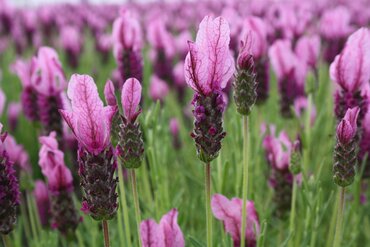 Lavender Butterfly Garden Pink Summer 4 Litre - image 2