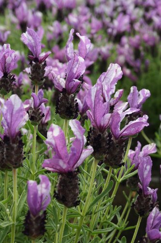 Lavender Butterfly Garden Twin Summer 4 Litre - image 1