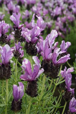 Lavender Butterfly Garden Twin Summer 4 Litre - image 2