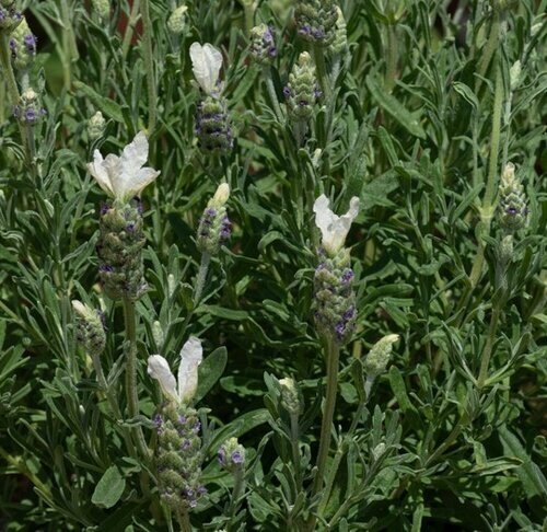 Lavender Butterfly Giant White Giant 3 Litre - image 1