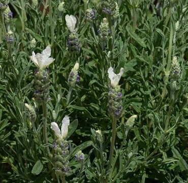 Lavender Butterfly Giant White Giant 3 Litre - image 2