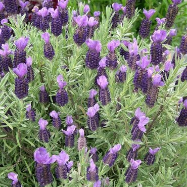 Lavender Devonshire Compact 2 Litre - image 2