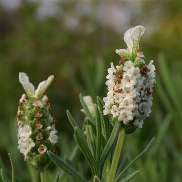 Lavender Devonshire Compact White 2 Litre - image 2