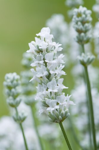 Lavender Edelweiss 2 Litre Square