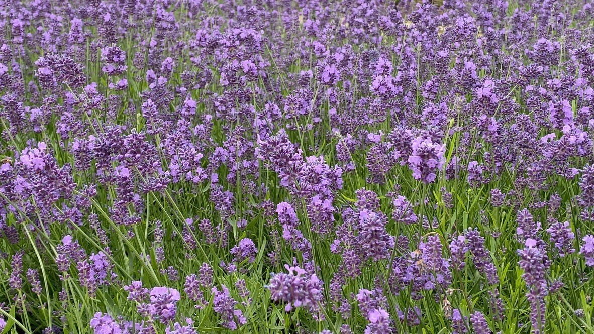 Lavender Essence Purple 2 Litre Stewarts Garden Centre