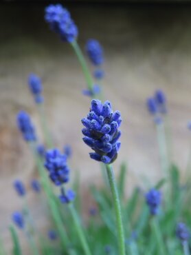 Lavender Essence Purple 7.5 Litre