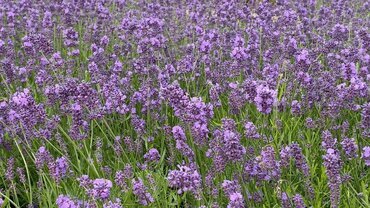 Lavender Essence Purple 7.5 Litre