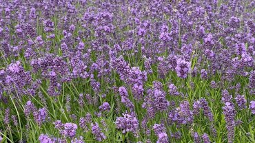Lavender Essence Purple Patio 7 Litre - image 1