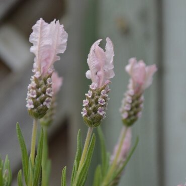 Lavender Fairy Wings Blush 2 Litre - image 1