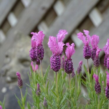 Lavender Fairy Wings Pink 2 Litre - image 2