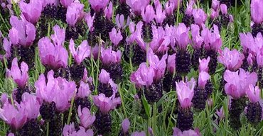 Lavender Fairy Wings Purple 7 Litre - image 2