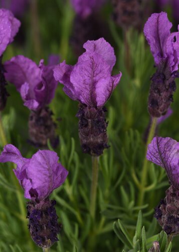 Lavender Great Adventure 2 Litre - image 1