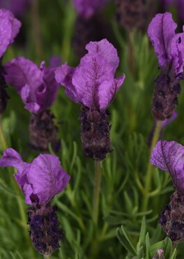 Lavender Great Adventure 2 Litre - image 2