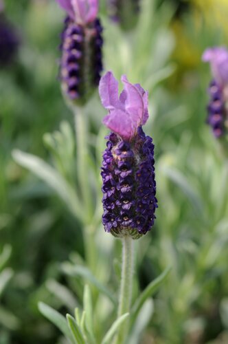 Lavender Great Adventure 2 Litre