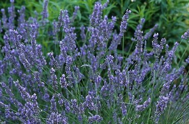 Lavender Grosso 2 Litre Square