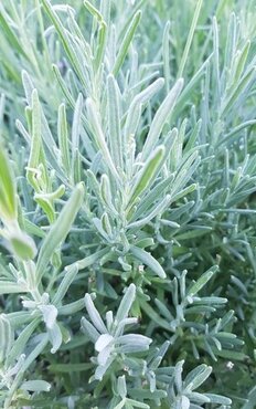 Lavender Heavenly Scent Patio 7 Litre - image 1