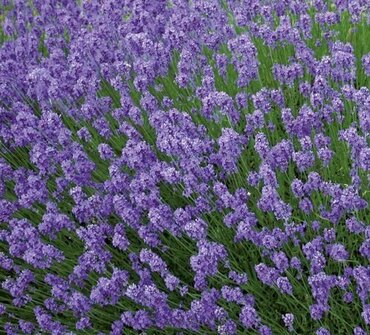 Lavender Hidcote 10.5cm