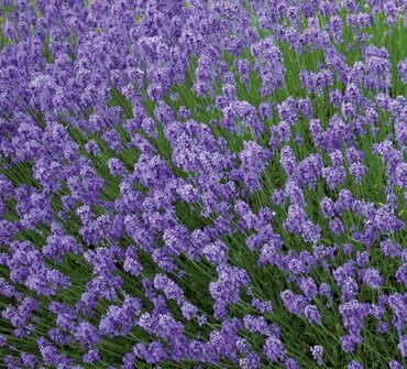 Lavender Hidcote 2 Litre