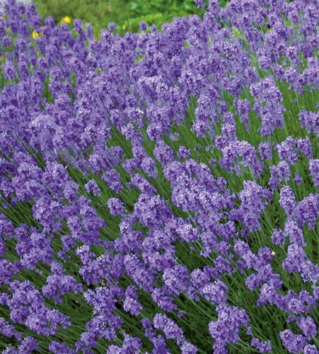 Lavender Hidcote 2 litre - image 2