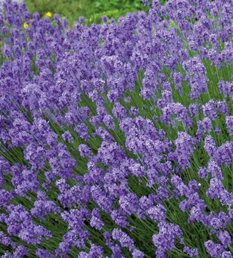 Lavender Hidcote 2 litre - image 2
