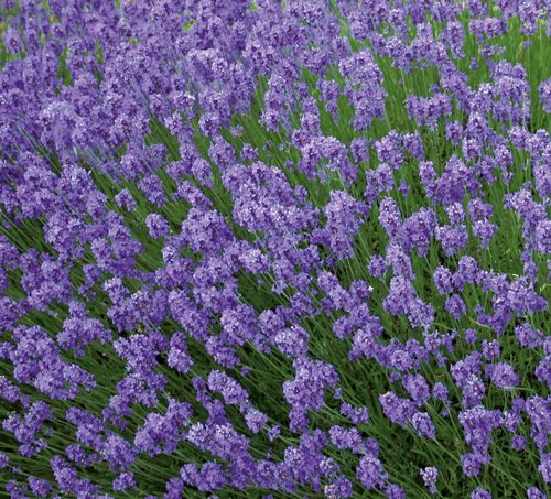 Lavender Hidcote 6 Pack