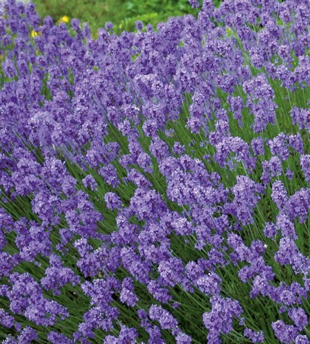 Lavender Hidcote Patio 7 Litre