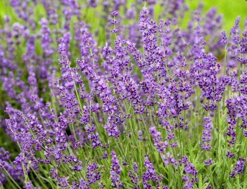 Lavender Imperial Gem 3 Litre - image 1