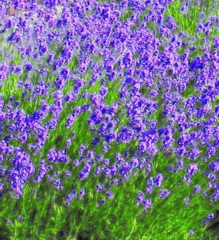 Lavender in Variety 7.5 Litre - image 1