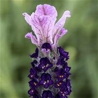 Lavender Lavlov Blue 2 Litre - image 2
