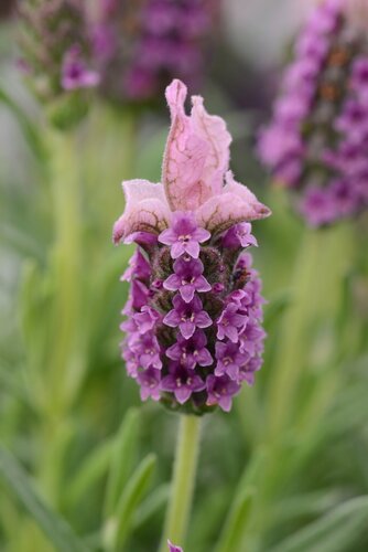 Lavender Lavlov Deep Pink 2 Litre - image 1