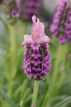 Lavender Lavlov Deep Pink 2 Litre - image 2