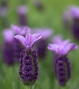 Lavender Lilac Wings 2 Litre