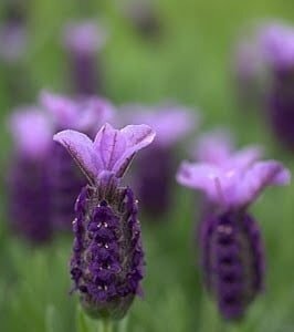Lavender Lilac Wings 2 Litre - image 2