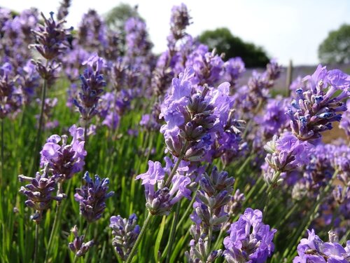 Lavender Little Lady 3 Litre - image 1
