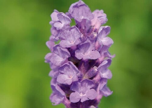 Lavender Loddon Blue 2.5 Litre - image 1