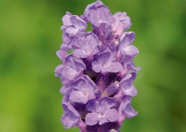 Lavender Loddon Blue 3 Litre - image 1
