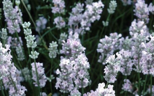 Lavender Loddon Pink 3 Litre - image 1