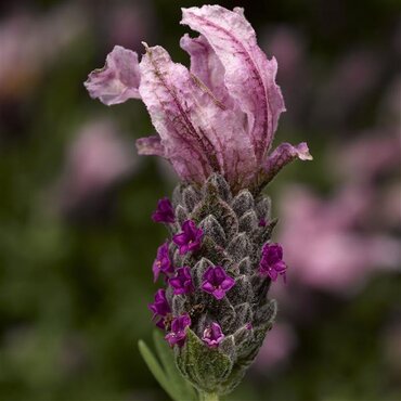 Lavender Lusi Pink 2.5 Litre