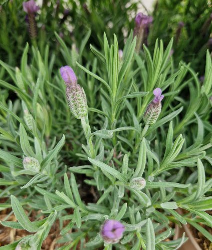 Lavender Lusi Purple 2.5 Litre