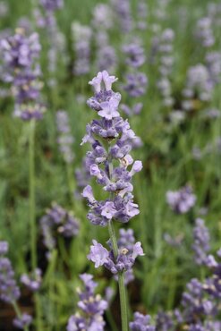Lavender Melissa Lilac 2 Litre - image 2