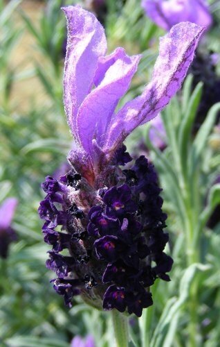 Lavender Night of Passion Patio 7 Litre - image 1