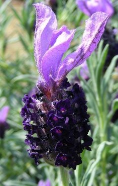 Lavender Night of Passion Patio 7 Litre - image 1