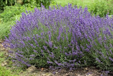 Lavender Old English 3 Litre