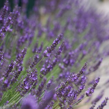 Lavender Phenomenal 3 Litre - image 2
