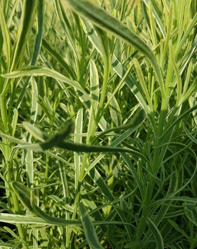 Lavender Platinum Blonde 3 litre - image 1