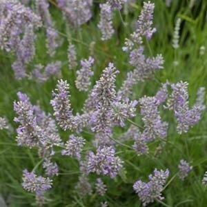 Lavender Provence 2 Litre - image 1